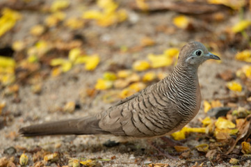 small bird living in the nature, common bird around the home