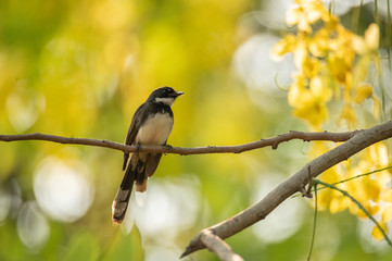 small bird living in the nature, common bird around the home