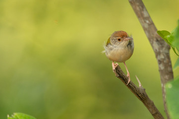 small bird living in the nature, common bird around the home