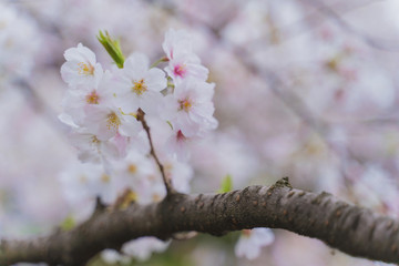 木の幹と桜の花