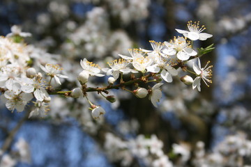 a flowering of trees in spring garden