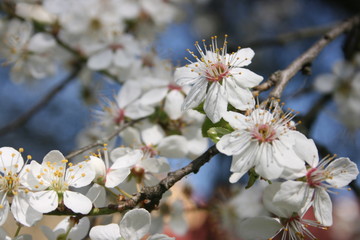 a flowering of trees in spring garden