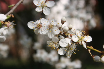 a flowering of trees in spring garden