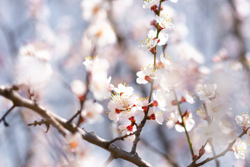 Flowering apricot branches in spring against the sky