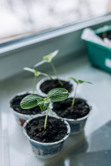 Young seedlings in plastic round pots