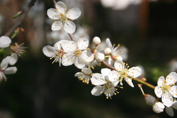 a flowering of trees in spring garden