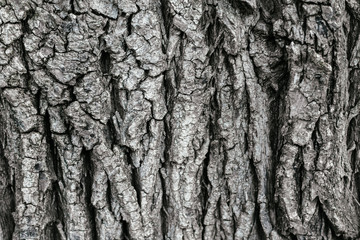 tree bark texture