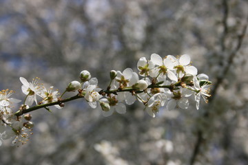 a flowering of trees in spring garden