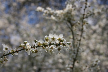 a flowering of trees in spring garden