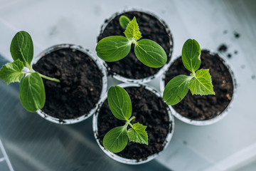 Young seedlings in plastic round pots