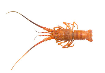 Cooked spiny lobster isolated on white background