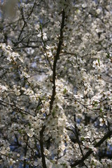 a flowering of trees in spring garden