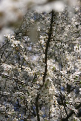 a flowering of trees in spring garden