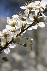 a flowering of trees in spring garden
