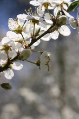 a flowering of trees in spring garden