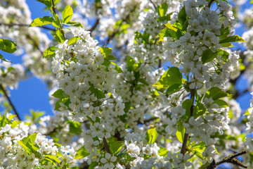Cherry blossom in April