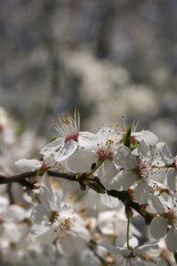 a flowering of trees in spring garden