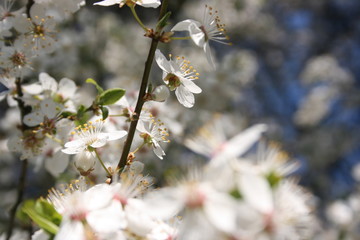 a flowering of trees in spring garden