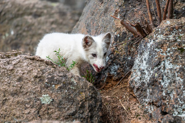 A polar fox (Vulpes lagopus) climbing the rock of Alaska North America