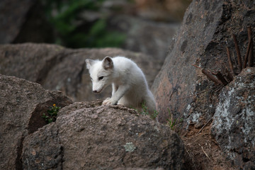A polar fox (Vulpes lagopus) climbing the rock of Alaska North America