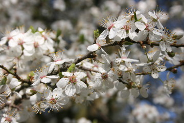 a flowering of trees in spring garden