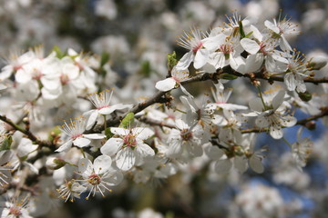 a flowering of trees in spring garden