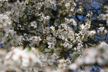 a flowering of trees in spring garden