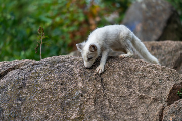 A polar fox (Vulpes lagopus) climbing the rock of Alaska North America