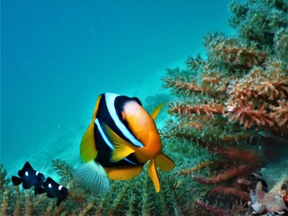 Naklejka na ściany i meble close-up clownfish