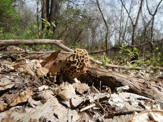 Morel mushroom growing in Ozarks forest
