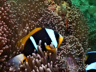 Fototapeta na wymiar macro clownfish in anemone 