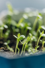 Young tomato seedlings in plastic round pots