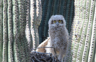 Great horned owl baby in a saguaro cactus nest