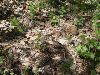 Garter snake on an Ozarks forest floor