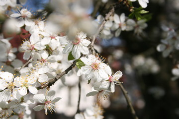 a flowering of trees in spring garden