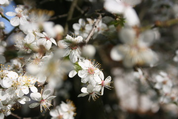 a flowering of trees in spring garden