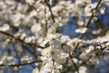 a flowering of trees in spring garden