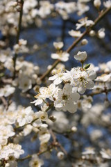 a flowering of trees in spring garden