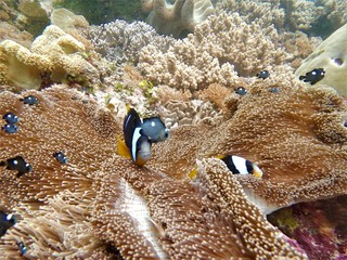 Clownfish in Anemone