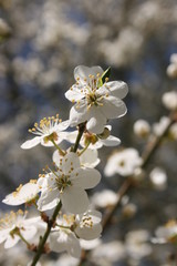 a flowering of trees in spring garden