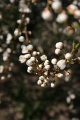 a flowering of trees in spring garden