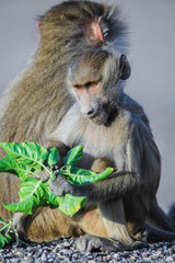 Hamadryas baboon Family eating Leaves on the Road, Djibouti