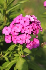 pink hydrangea flowers