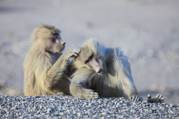Hamadryas baboon Family eating Leaves on the Road, Djibouti