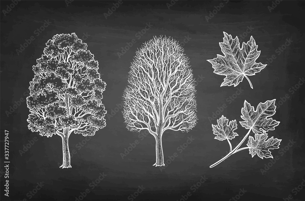Poster chalk sketch of maple tree.