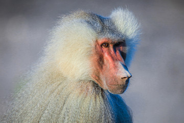 Close up face of the Hamadryas baboon on the Road, Djibouti