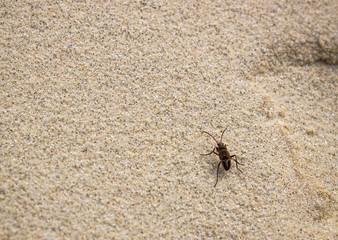 Staphylinidae beetles. A beetle of the family Coleoptera. A beetle runs on the sand close-up.