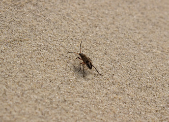 Staphylinidae beetles. A beetle of the family Coleoptera. A beetle runs on the sand close-up.