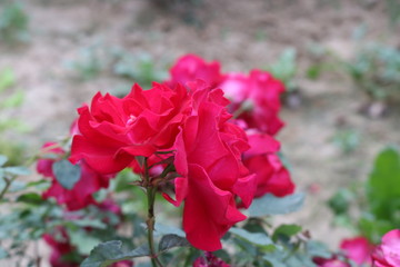 Fototapeta na wymiar Red Rose