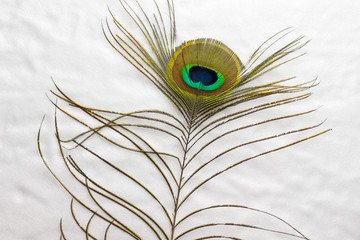 Peacock feather close up. Flat lay.